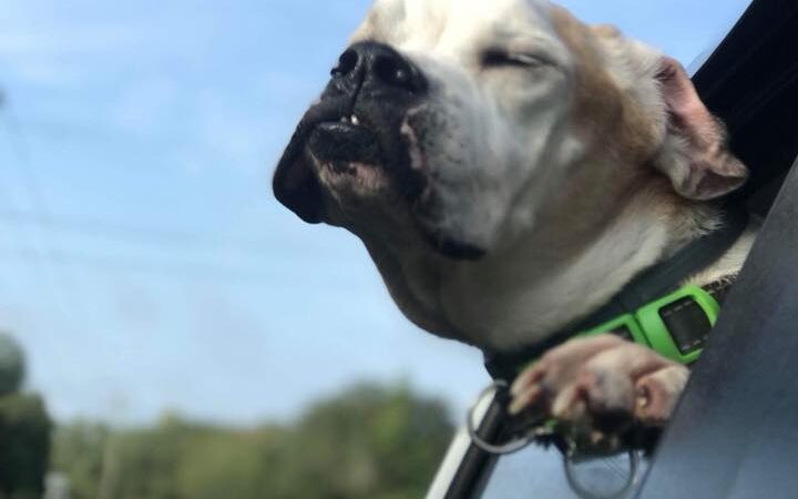 Roland Senior Dog Sanctuary - Melrose, FL