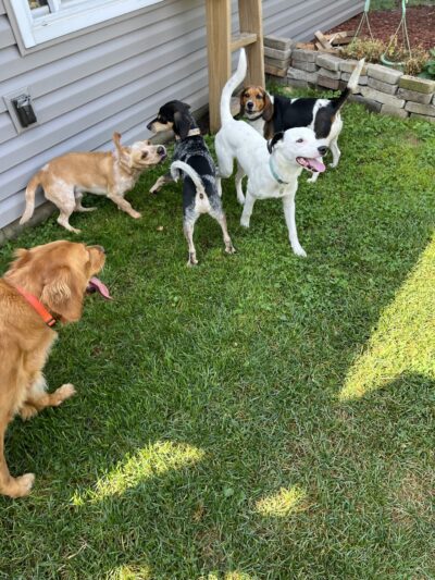 Fido's Playground - Melrose Park, IL
