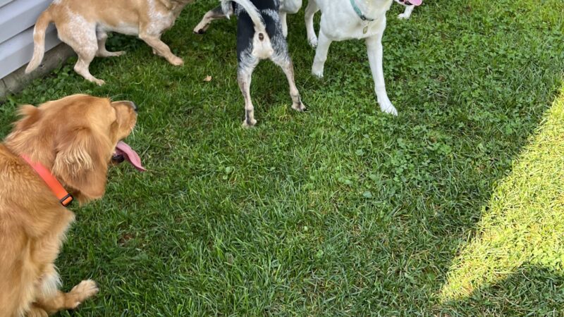 Fido's Playground - Melrose Park, IL