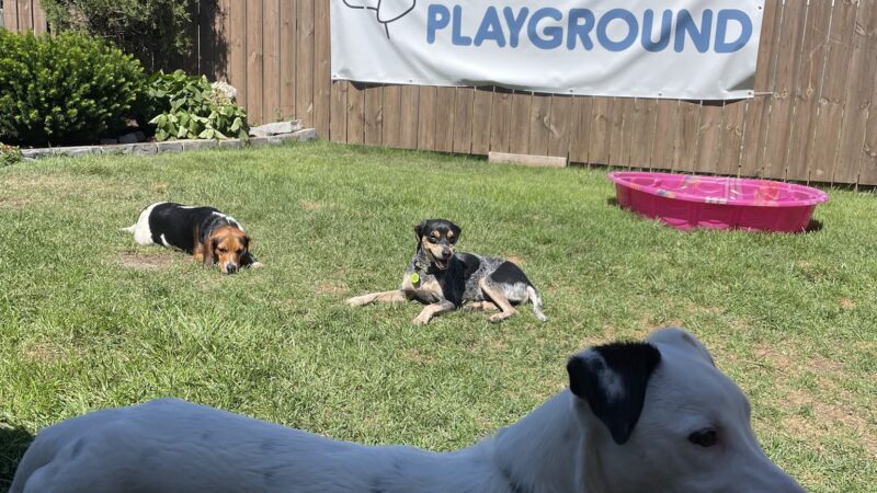Fido's Playground - Melrose Park, IL