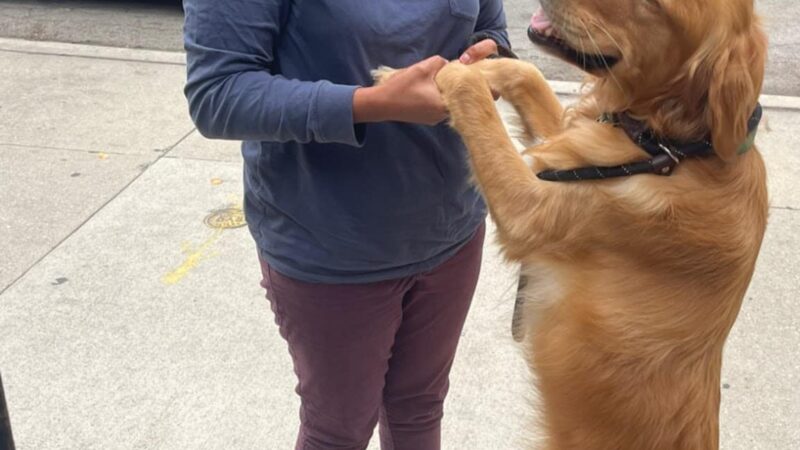 Fido's Playground - Melrose Park, IL
