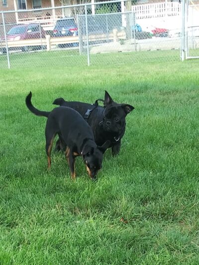 Melrose Park Dog Park - Melrose Park, IL