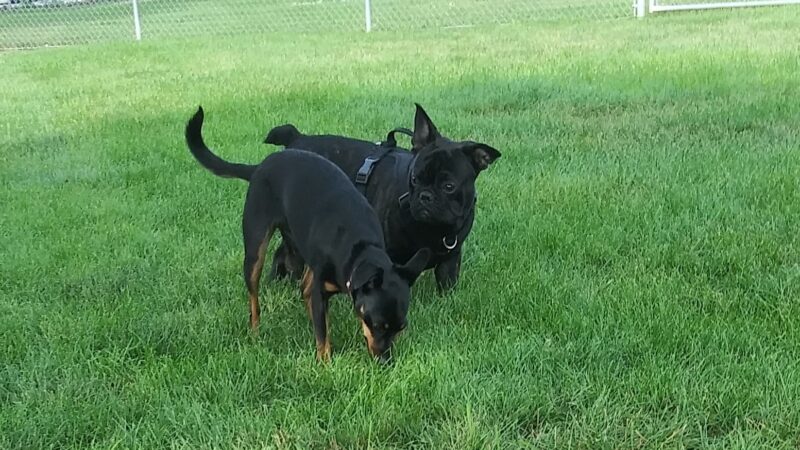 Melrose Park Dog Park - Melrose Park, IL
