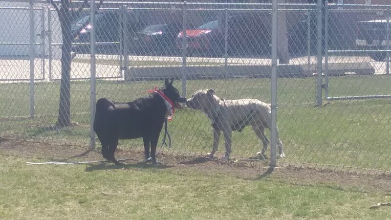 Melrose Park Dog Park - Melrose Park, IL