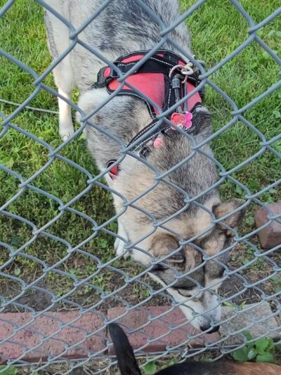 Melrose Park Dog Park - Melrose Park, IL