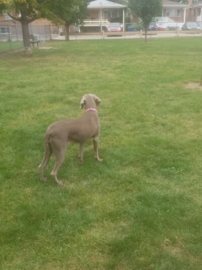 Melrose Park Dog Park - Melrose Park, IL