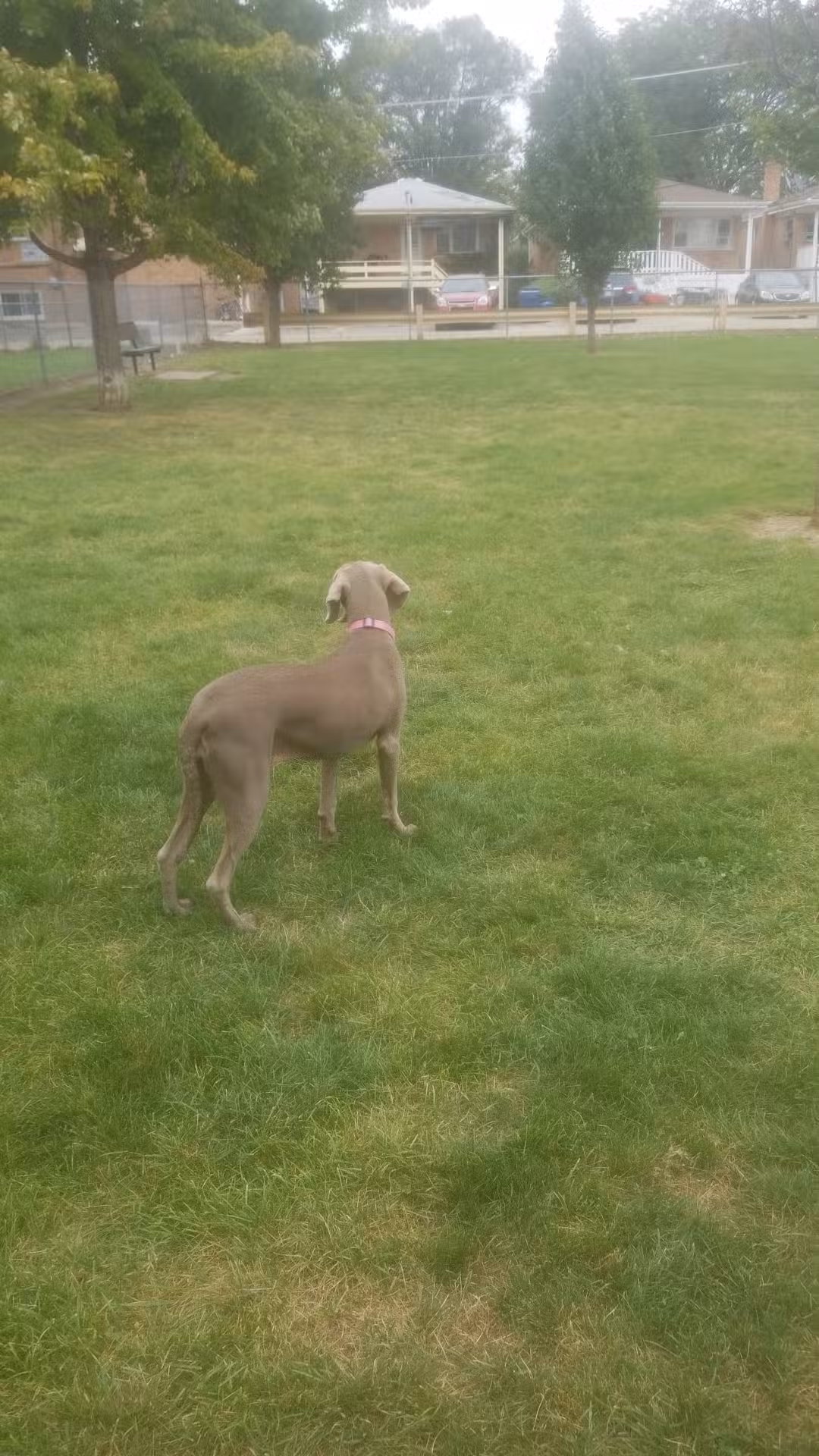 Melrose Park Dog Park - Melrose Park, IL