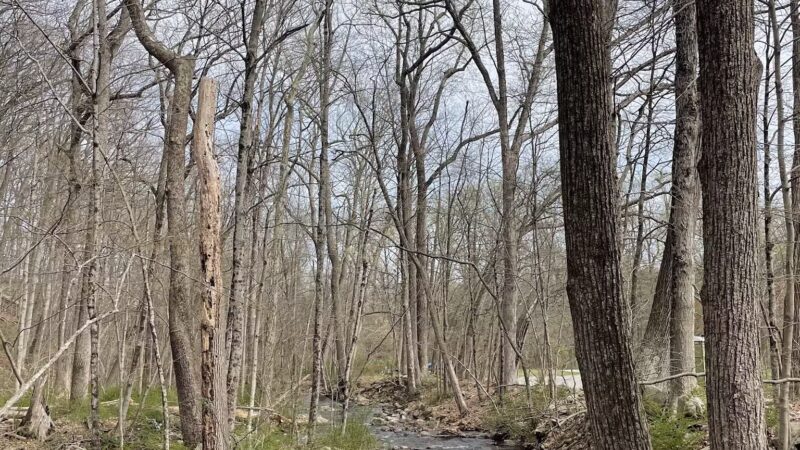 India Brook Park - Mendham, NJ