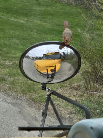 Wysong Park & Ralston Playground - Mendham Township, NJ