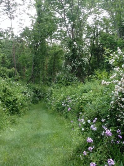 Wysong Park & Ralston Playground - Mendham Township, NJ