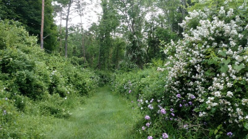 Wysong Park & Ralston Playground - Mendham Township, NJ