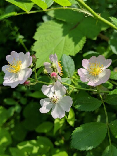 Wysong Park & Ralston Playground - Mendham Township, NJ