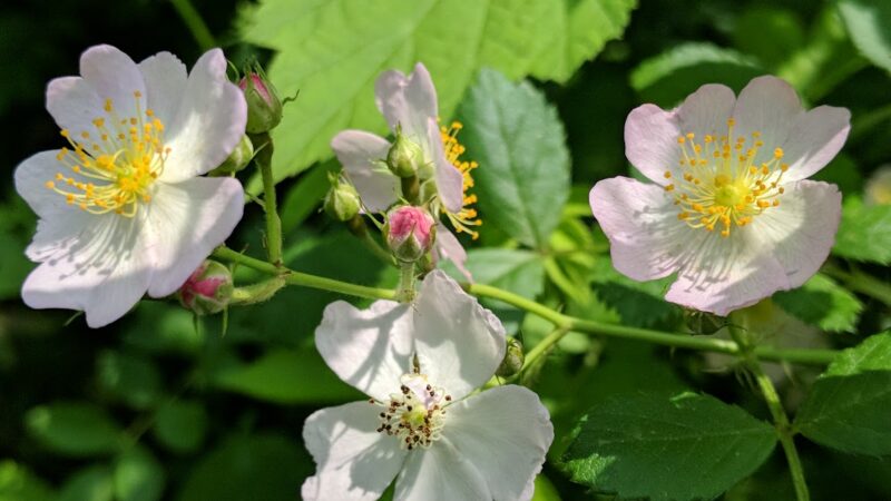 Wysong Park & Ralston Playground - Mendham Township, NJ