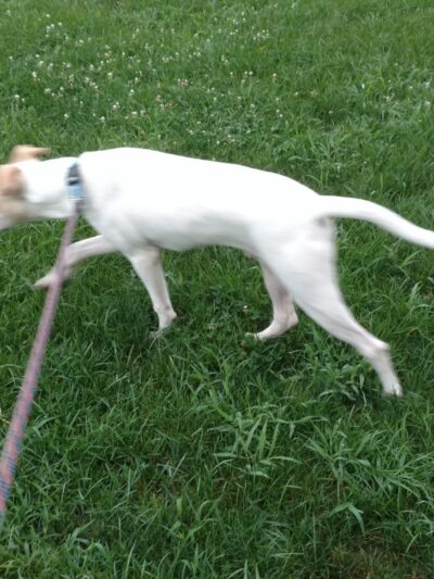 Wysong Park & Ralston Playground - Mendham Township, NJ