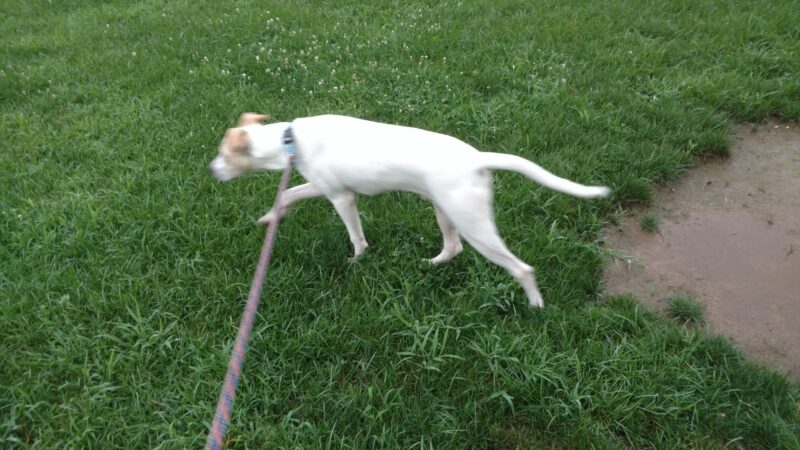 Wysong Park & Ralston Playground - Mendham Township, NJ