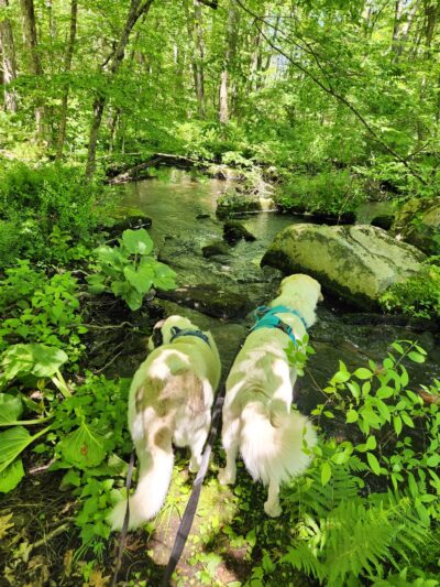 Park St Trailhead - Meadow Brook Woods - Mendon, MA