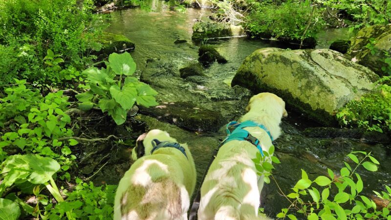 Park St Trailhead - Meadow Brook Woods - Mendon, MA