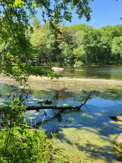 Park St Trailhead - Meadow Brook Woods - Mendon, MA