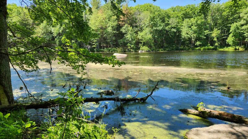 Park St Trailhead - Meadow Brook Woods - Mendon, MA