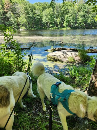 Park St Trailhead - Meadow Brook Woods - Mendon, MA