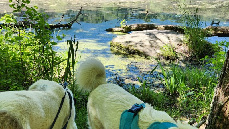 Park St Trailhead - Meadow Brook Woods - Mendon, MA