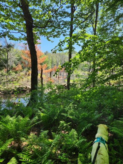 Park St Trailhead - Meadow Brook Woods - Mendon, MA