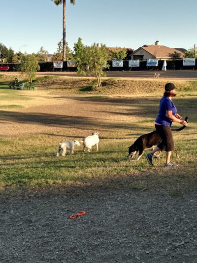 Aldergate Dog Park, Valley-Wide Recreation and Park District - Menifee, CA