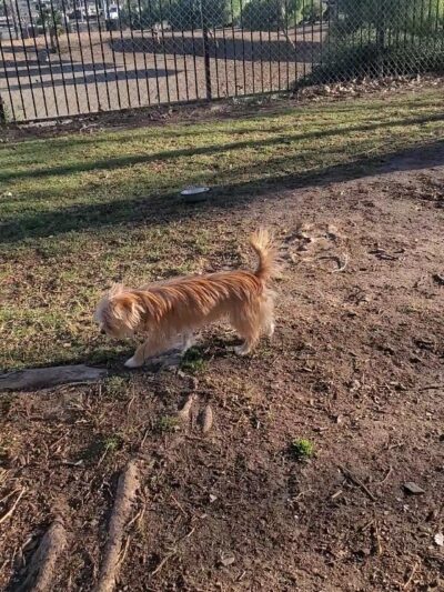 Aldergate Dog Park, Valley-Wide Recreation and Park District - Menifee, CA