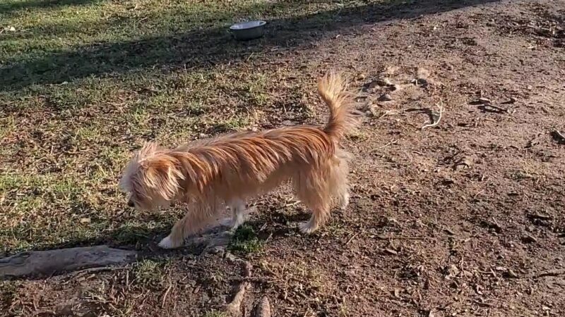 Aldergate Dog Park, Valley-Wide Recreation and Park District - Menifee, CA