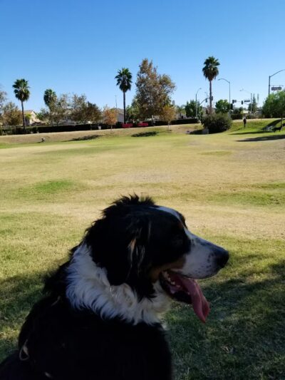 Aldergate Dog Park, Valley-Wide Recreation and Park District - Menifee, CA