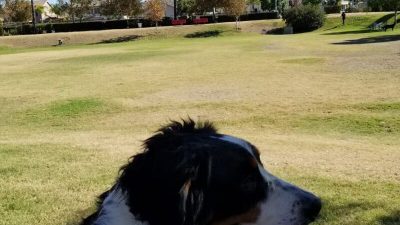 Aldergate Dog Park, Valley-Wide Recreation and Park District - Menifee, CA