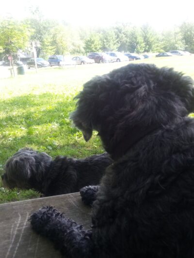 Mequon dog park - Mequon, WI