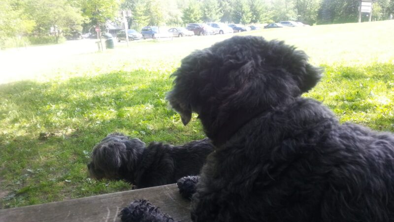 Mequon dog park - Mequon, WI