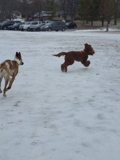 Mequon dog park - Mequon, WI