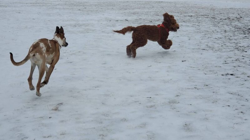 Mequon dog park - Mequon, WI