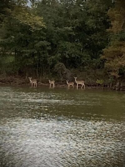 Bayou Bonne Idee RV PARK and one cabin - Mer Rouge, LA