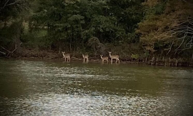 Bayou Bonne Idee RV PARK and one cabin - Mer Rouge, LA