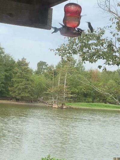 Bayou Bonne Idee RV PARK and one cabin - Mer Rouge, LA