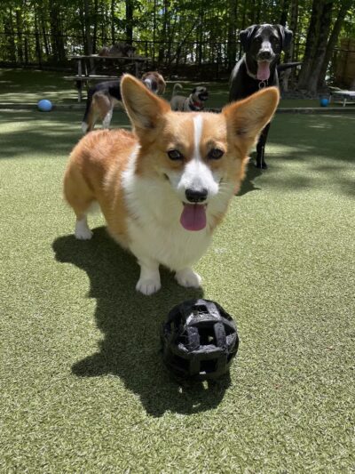 The Four Paws Inn - Meredith, NH