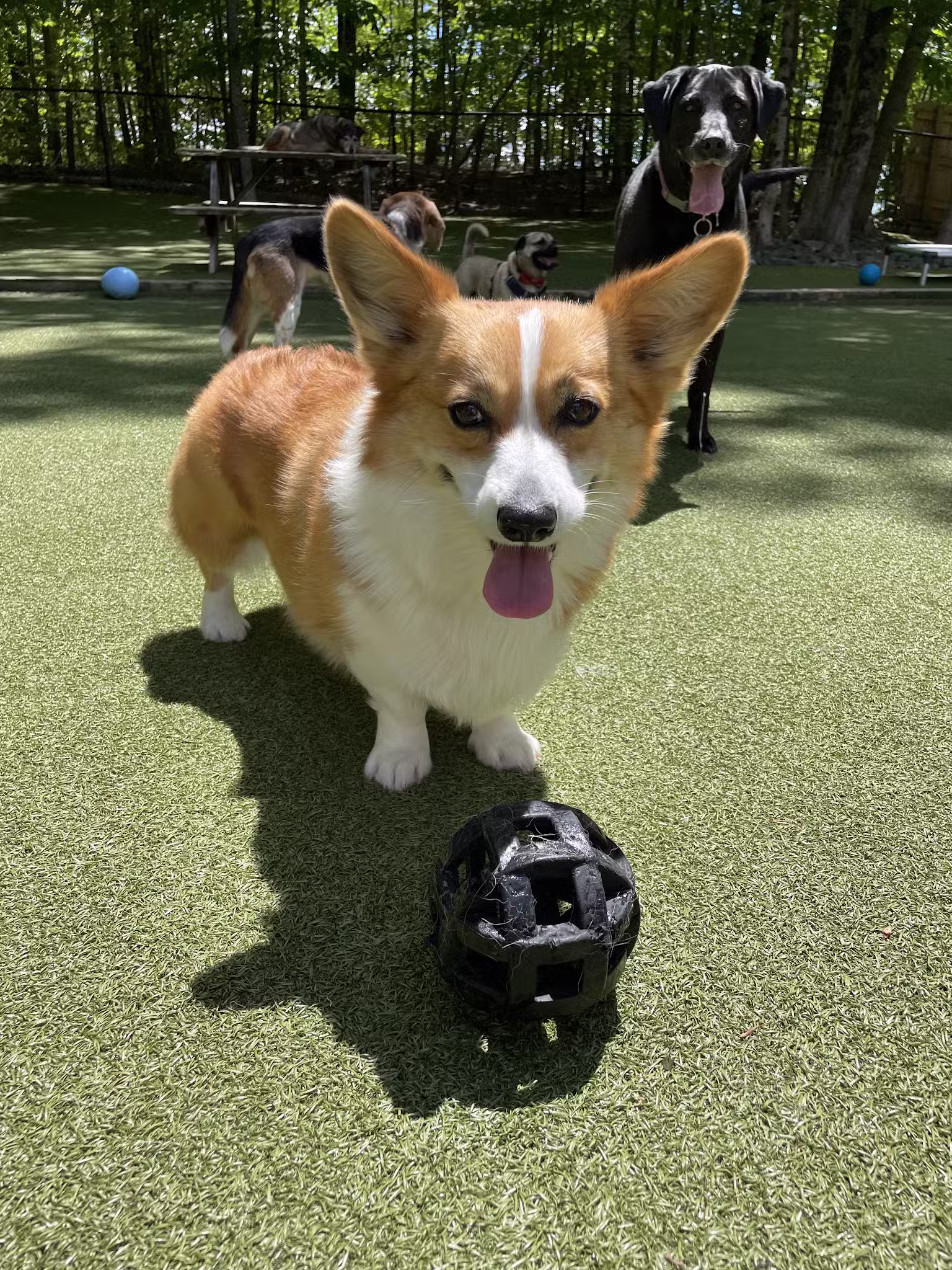 The Four Paws Inn - Meredith, NH