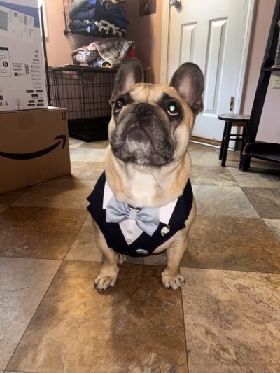 The Four Paws Inn - Meredith, NH