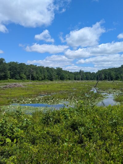 Horse Hill Nature Preserve - Merrimack, NH