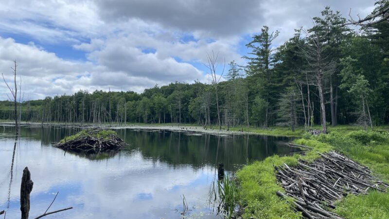 Horse Hill Nature Preserve - Merrimack, NH