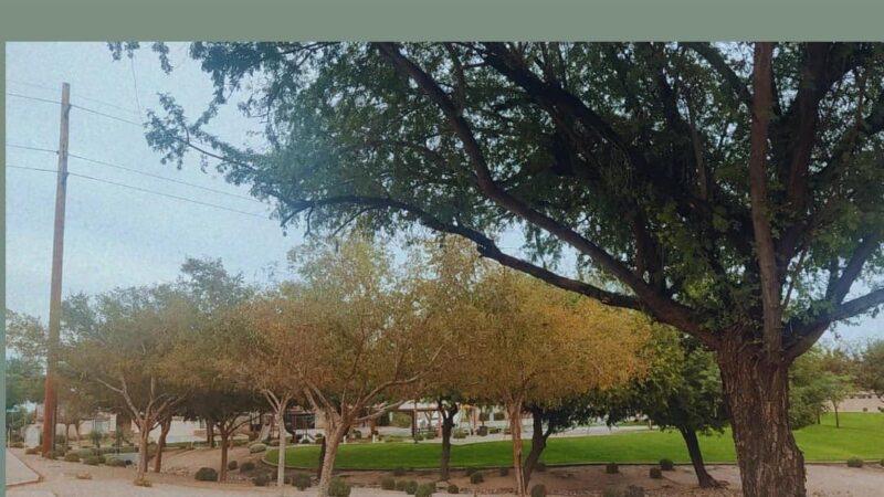 Adobe Hills HOA Park - Mesa, AZ