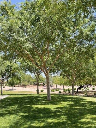 Adobe Hills HOA Park - Mesa, AZ