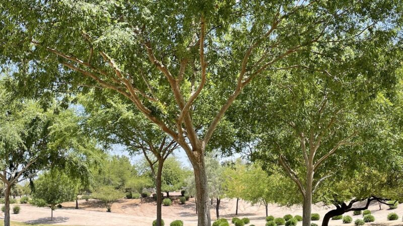 Adobe Hills HOA Park - Mesa, AZ