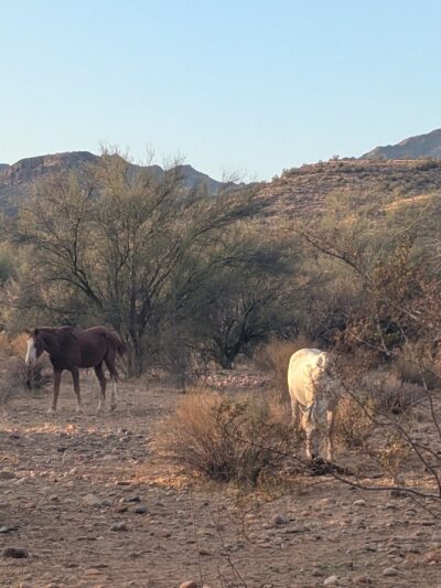 Sheepherders Park - Mesa, AZ