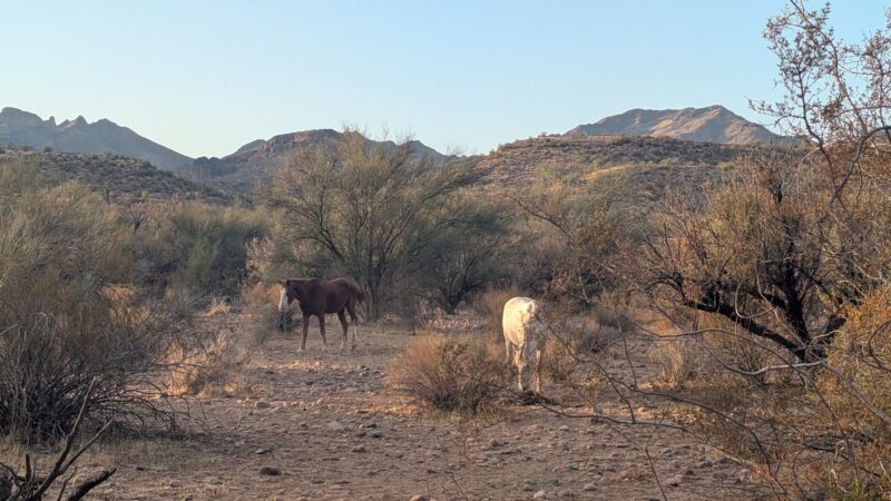 Sheepherders Park - Mesa, AZ