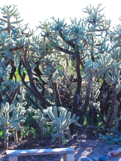 Velda Rose Nature Trail - Mesa, AZ