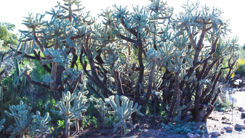 Velda Rose Nature Trail - Mesa, AZ